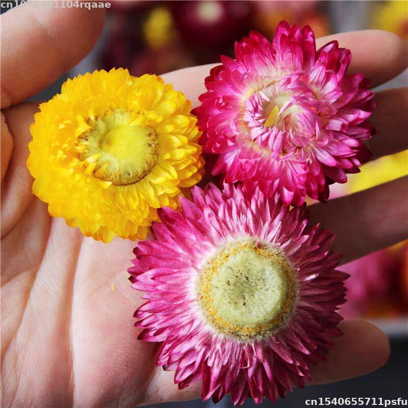 Soap Making Material Wholesale - Fiori Secchi 100% Naturali Bracteantha Bracteata