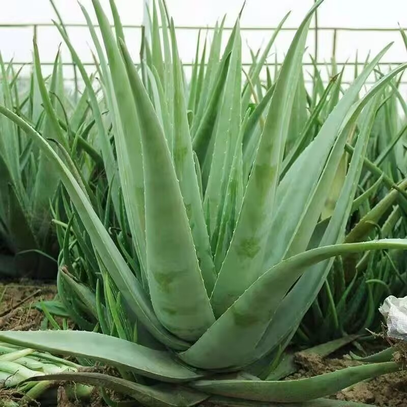 Soap Making Raw Material - Foglie di Aloe Vera Essiccate 100%